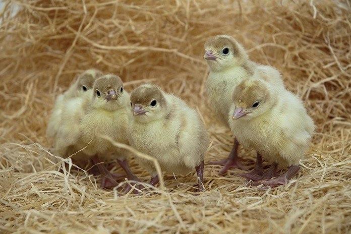 Local Turkey (5 pcs)