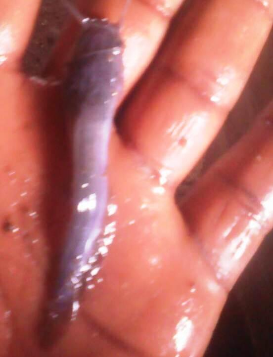 Catfish  Juveniles (Clarias spp | Heteroclarias spp | 10-11 Weeks Old) - Heteroclarias spp