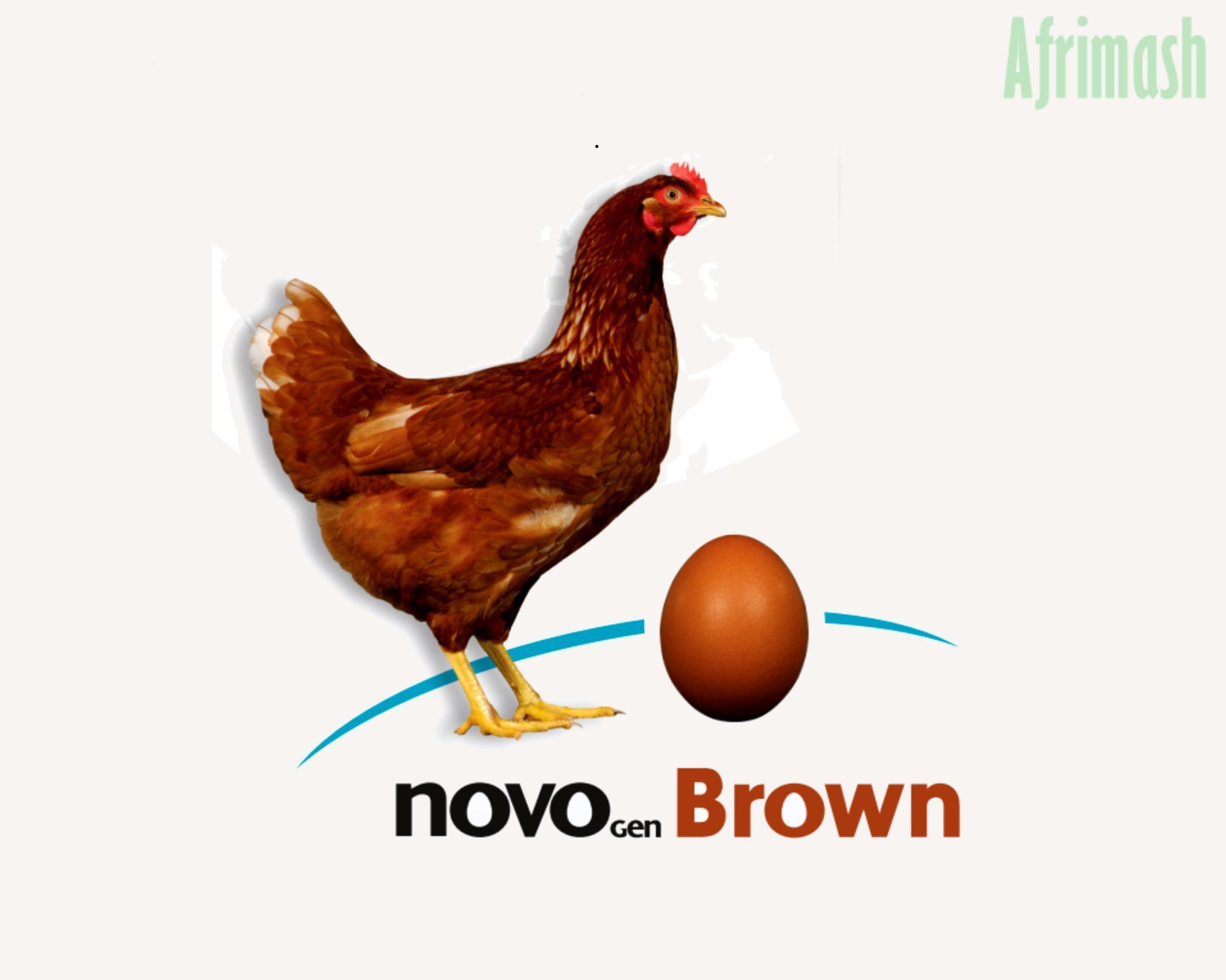 AGRITED Pullets (Hyline Brown Pullets) Day-Old