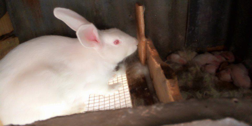Commercial Rabbits (Pure Breed New Zealand White | 3 Females + 2 Males)