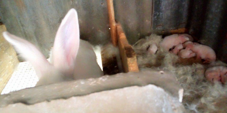 Commercial Rabbits (Pure Breed New Zealand White | 3 Females + 2 Males)