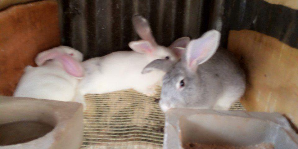 Commercial Rabbits (Pure Breed New Zealand White | 3 Females + 2 Males)