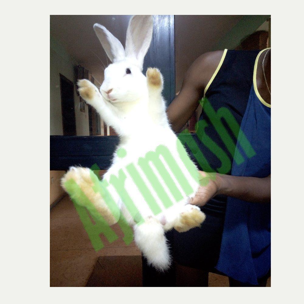 Commercial Rabbits (Pure Breed New Zealand White | 3 Females + 2 Males)