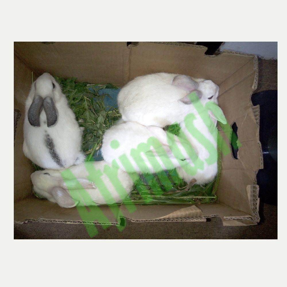 Commercial Rabbits (Pure Breed New Zealand White | 3 Females + 2 Males)