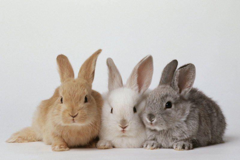 Commercial Rabbits (Pure Breed New Zealand White | 3 Females + 2 Males)