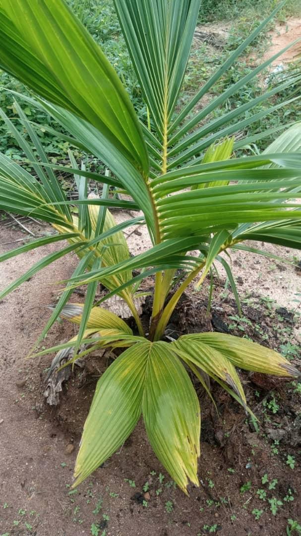 Coconut Seedlings (9 Months Seedlings | Hybrid | Dwarf Varieties)
