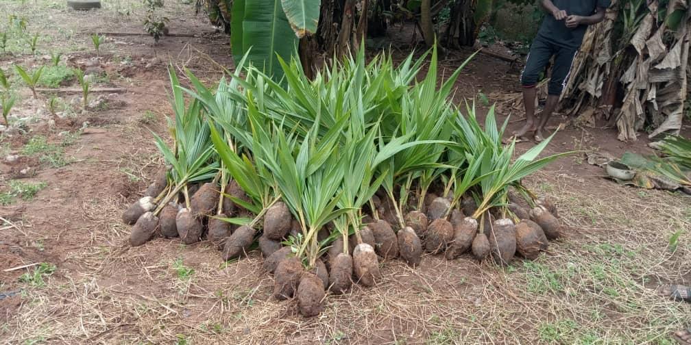 Coconut Seedlings (9 Months Seedlings | Hybrid | Dwarf Varieties)