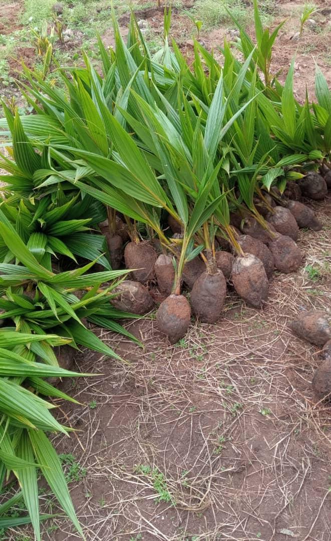 Coconut Seedlings (9 Months Seedlings | Hybrid | Dwarf Varieties)