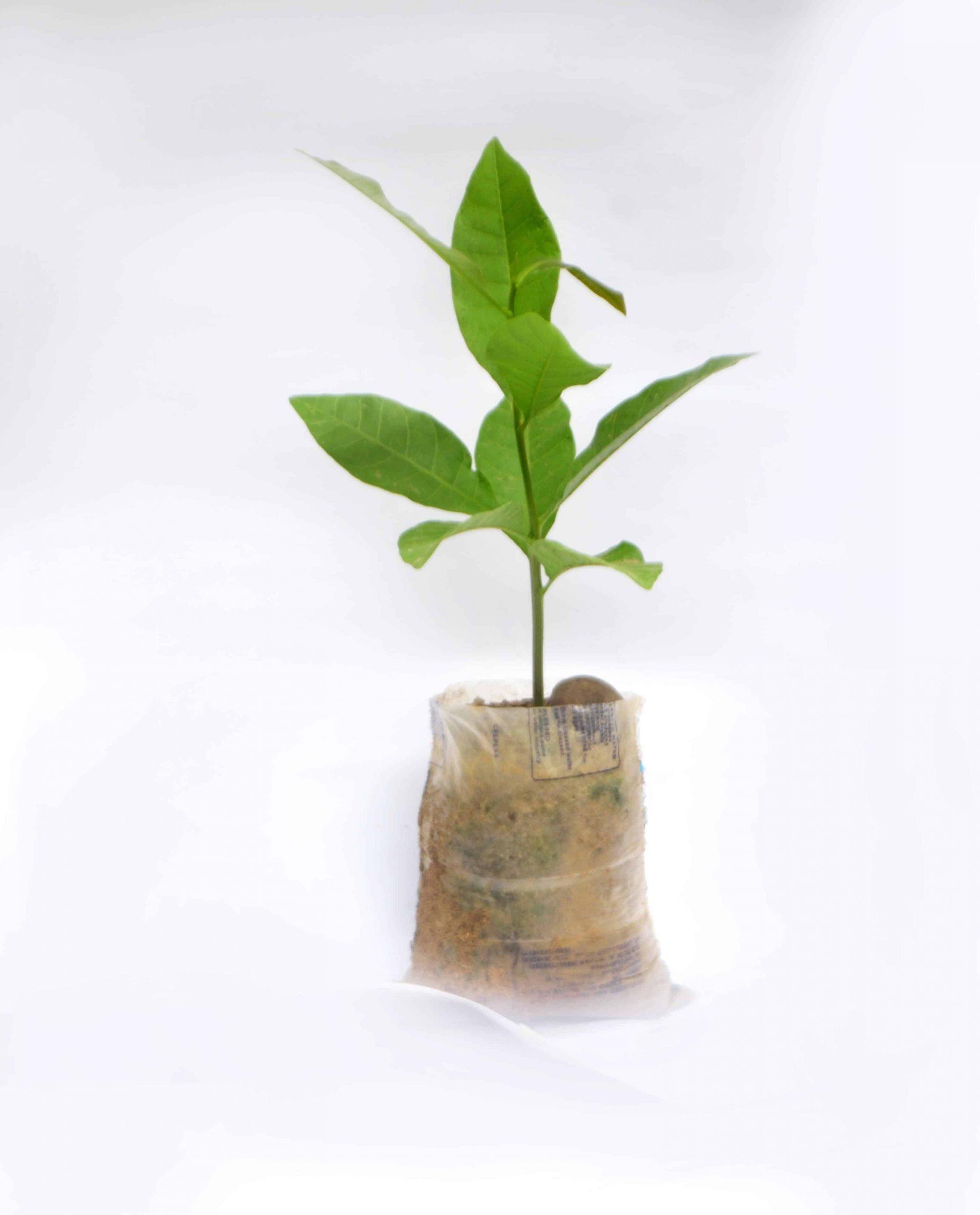Hybrid Cashew Seedlings (Jumbo Varieties)