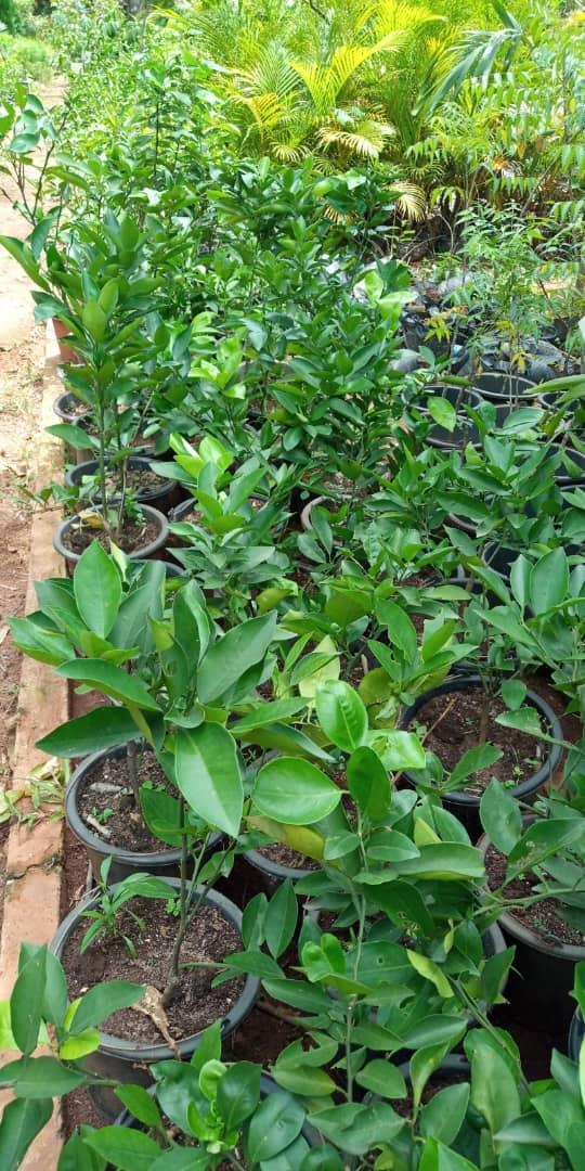 Double Budded Seedlings (Of All Citrus Species)