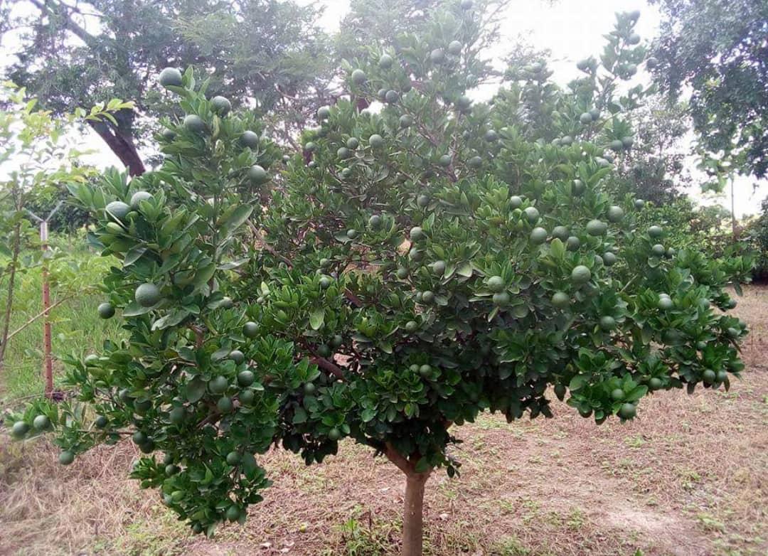 Double Budded Seedlings (Of All Citrus Species)