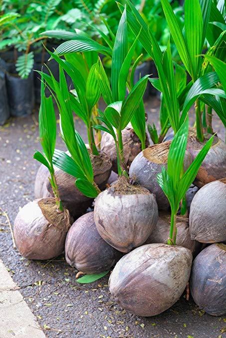 Coconut Seedlings (9 Months Seedlings | Hybrid | Dwarf Varieties)