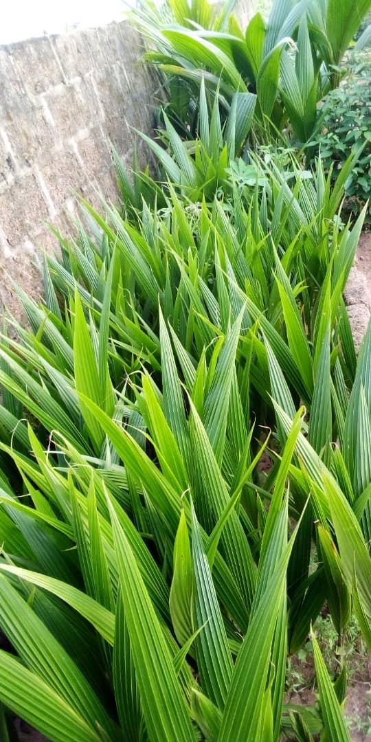 Coconut Seedlings (9 Months Seedlings | Hybrid | Dwarf Varieties)