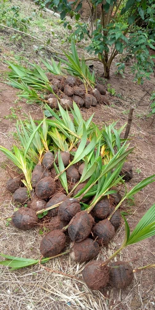 Coconut Seedlings (9 Months Seedlings | Hybrid | Dwarf Varieties)