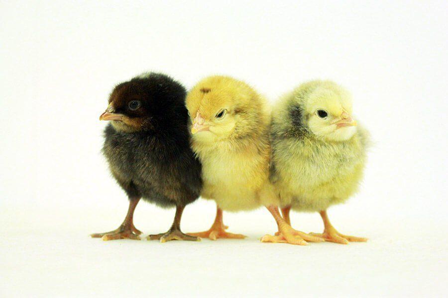 AMO Broiler Chicks | Day-Old Birds - Half Carton