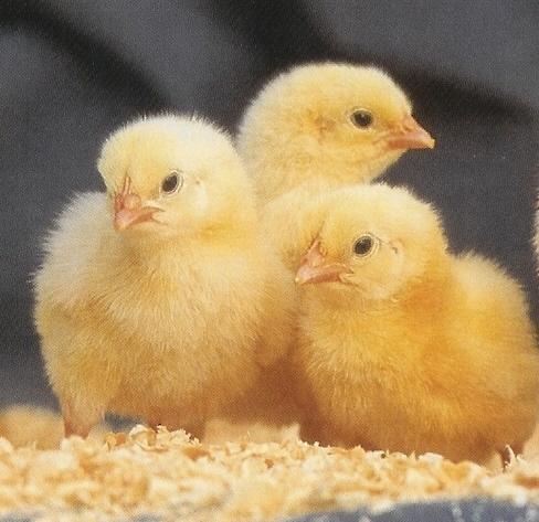 Day-Old ZARTECH Broilers (Cobb 500) - Half Carton