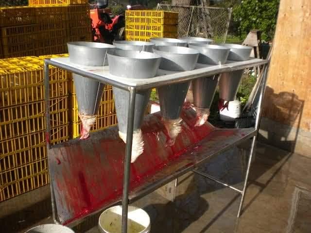 Killing Cones for Poultry Processing (Stainless Steel | 12/14 Birds Capacity)