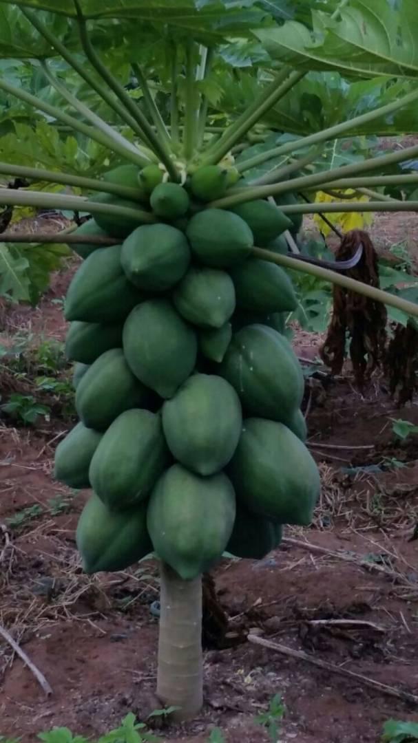 Red Royale F1 Dwarf Pawpaw Seeds |100g