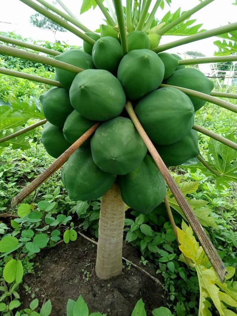 Red Royale F1 Dwarf Pawpaw Seeds |100g