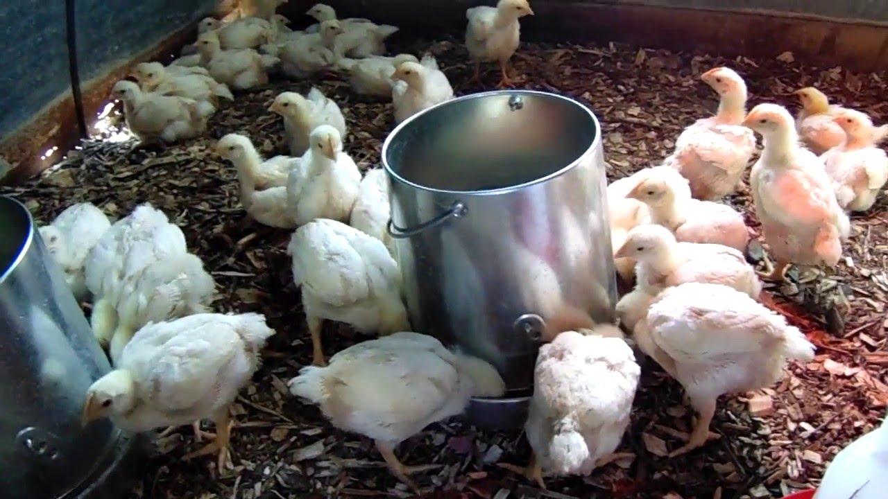 4 Weeks Old Broilers (Live Birds | Arbor Acres Plus | Ross 308) 10 Chicks/Carton - One Carton