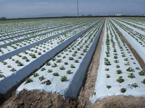 Plastic Mulch Film (Reflective Films | Black) - 500m x 1.2m