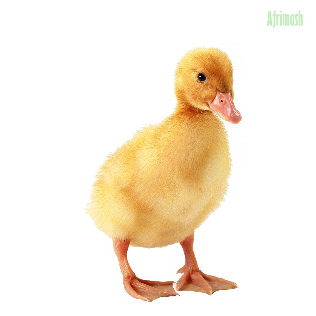 Day Old Ducklings (Local Breed | Exotic Breed) - Exotic Breed