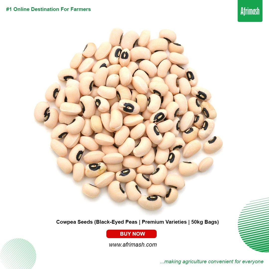 Cowpea Seeds (Black-Eyed Peas | Premium Varieties)