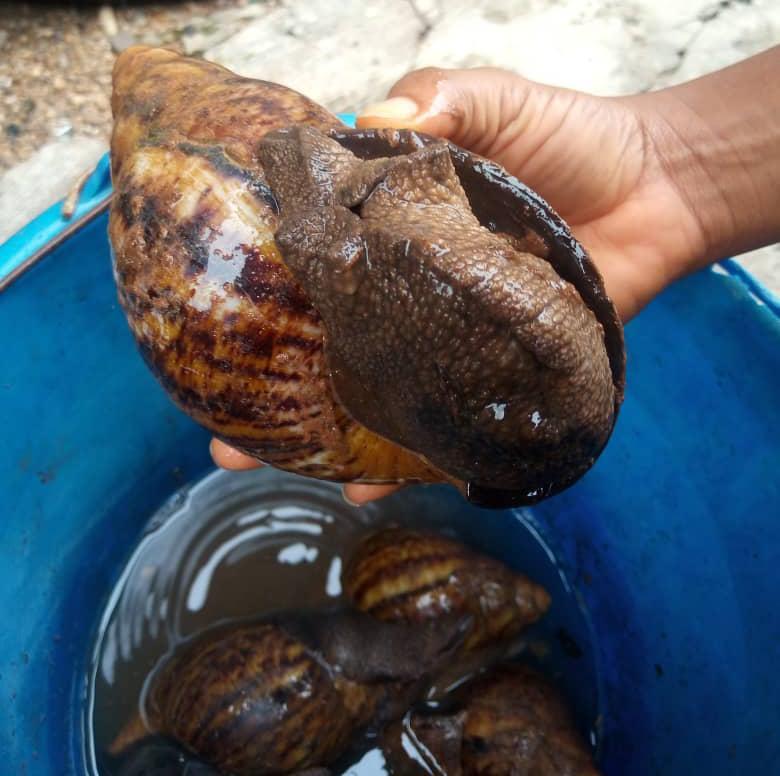GIANT Snails (Achatina achatina | Achatina marginata | Juvenile, Grower, POL, Breeder and Jumbo) - Archachatina marginata (AM), Juveniles