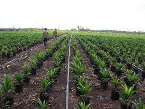 Drip Tape (For Drip Irrigation | Rubber Material) (Original)