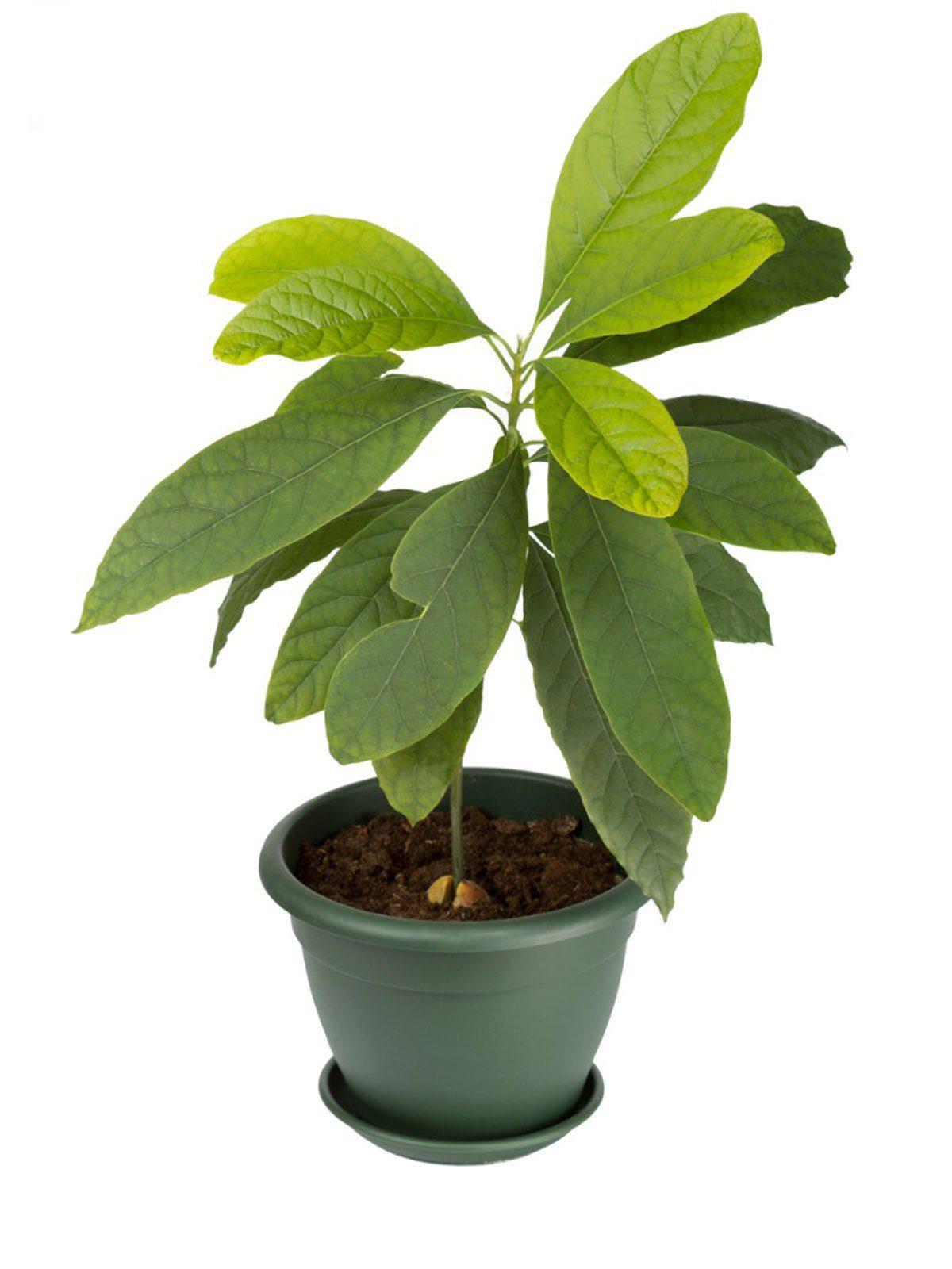 Grafted Hass Healthy Avocado Seedlings