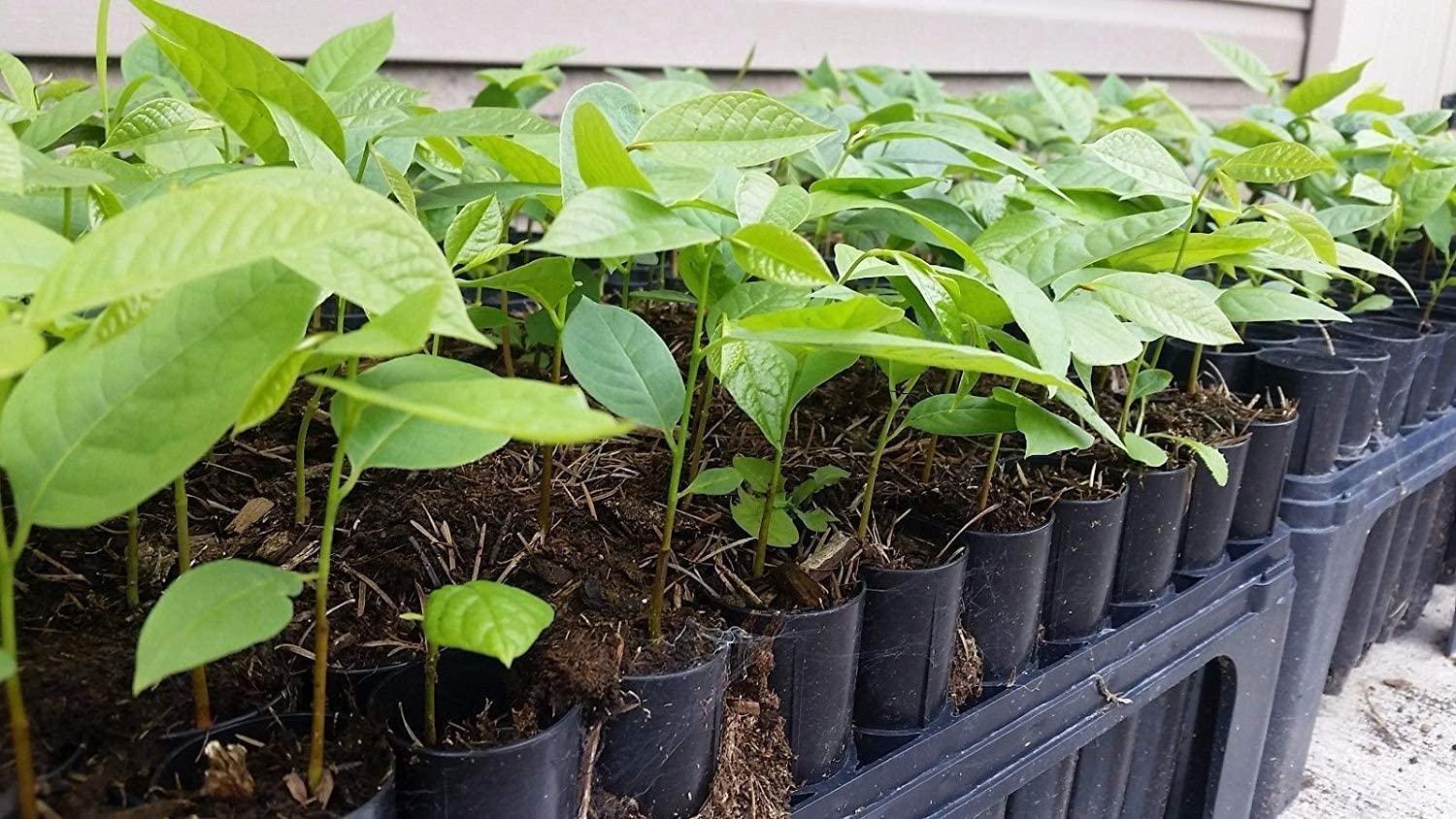 PawPaw Seedlings | 1.5kg
