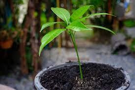 Mango Seedling (Tommy Atkins)