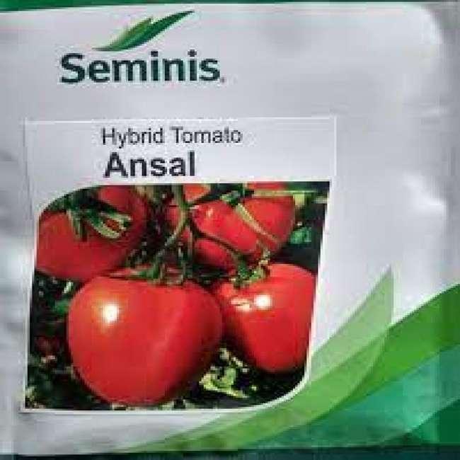 Ansal F1 Tomato Seeds | 5g |1000 Seeds - 10g Sachets