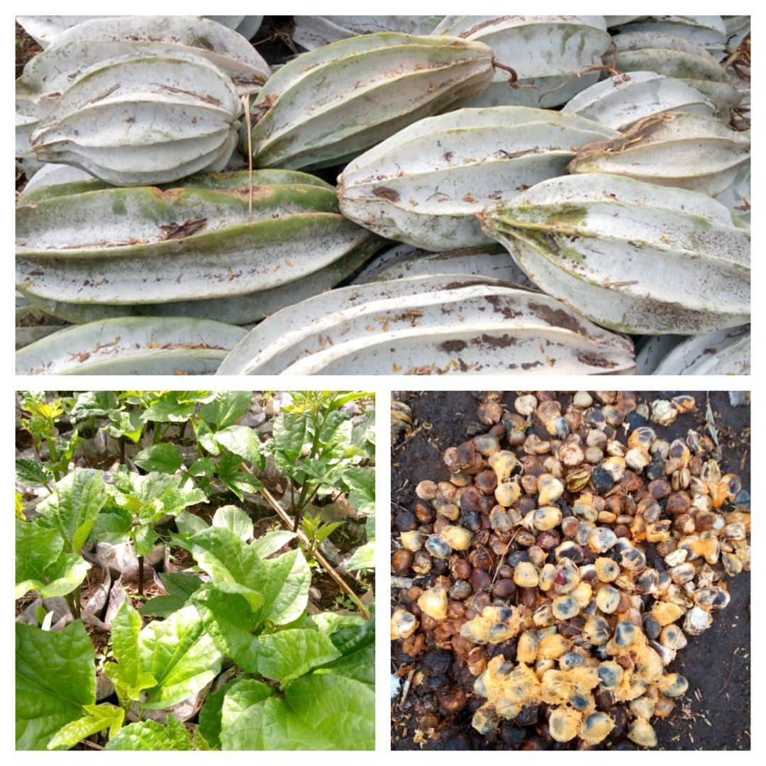 Ugu Seeds | Seedlings | Pods - Seeds