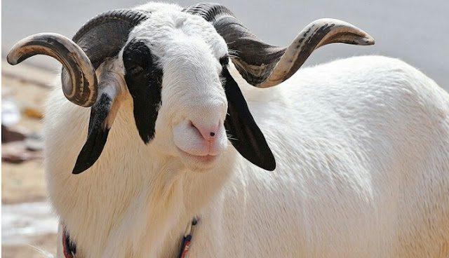 Balami Ram | North-Eastern Breed