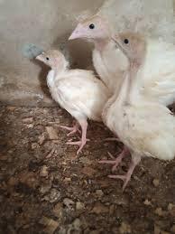 4-Week-Old Turkeys – Superior Quality for Optimal Growth and Profitability (6 turkeys/Carton) (Foreign)