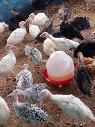 4-Week-Old Turkeys – Superior Quality for Optimal Growth and Profitability (6 turkeys/Carton) (Nigerian Turkey)