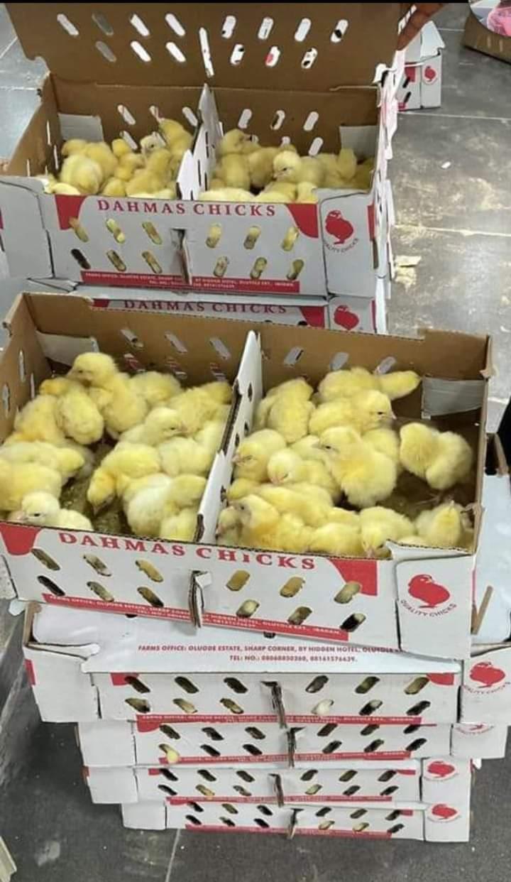 Dahmas Broilers (Abor Acre Plus)