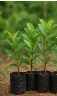 Jumbo Guava Seedlings