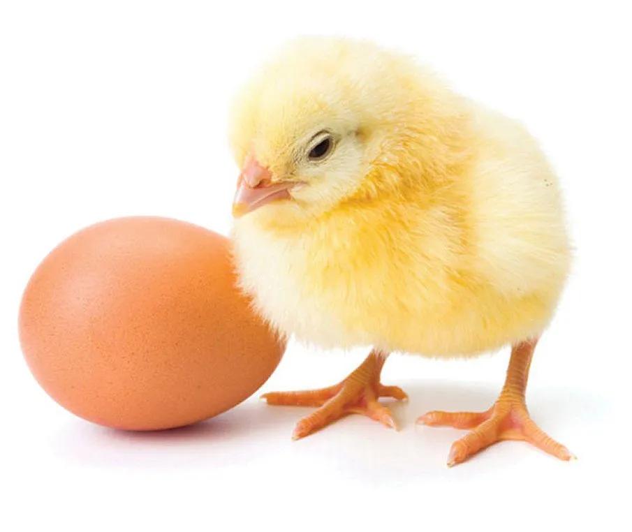 Fidan Day-Old Pullets [Spic]