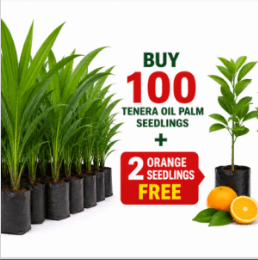 Special Combo Offer: Buy 100 Tenera Oil Palm Seedlings + Get 2 Orange Seedlings Free