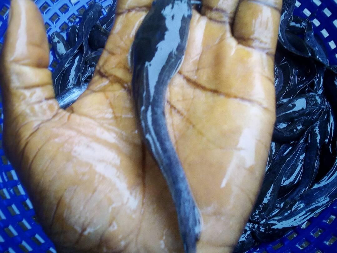 Heteroclarias Hybrid Post-Fingerlings