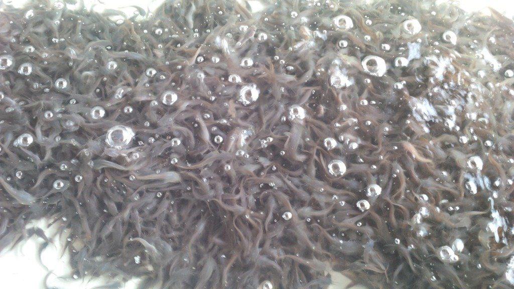 Clarias Spp. | Fingerlings | Post Fingerlings