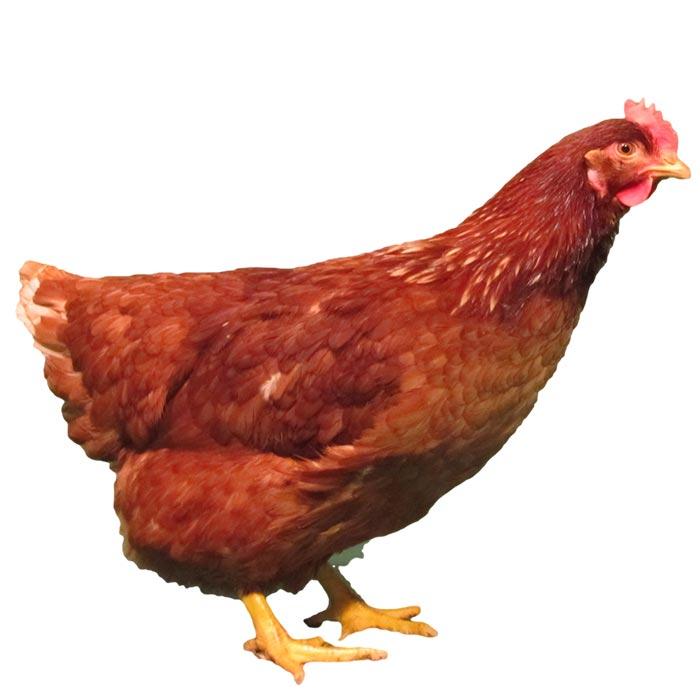 CHI Pullet(pack of 50)