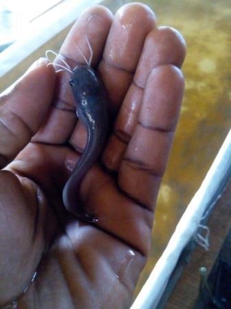Heteroclarias Hybrid Fingerlings (Perazim Brand)