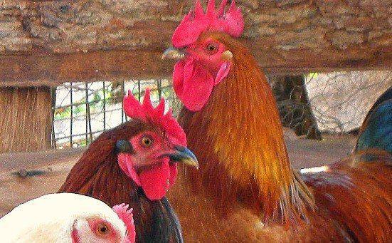 Commercial Day-Old Kuroiler Chicks (Grinphield Brand)