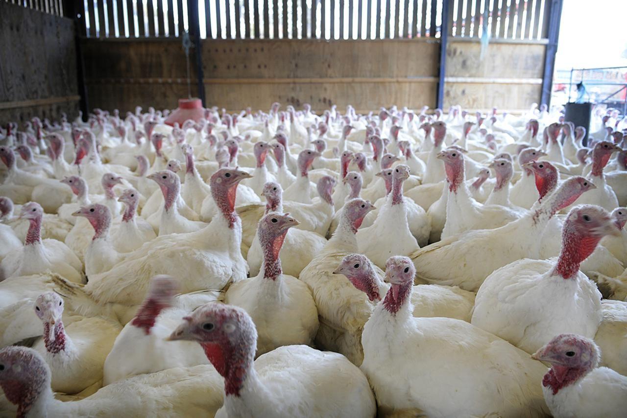 Foreign Turkey Poults - 30Pcs Per Carton (Full Carton | Half Carton | One-Sixth Carton)