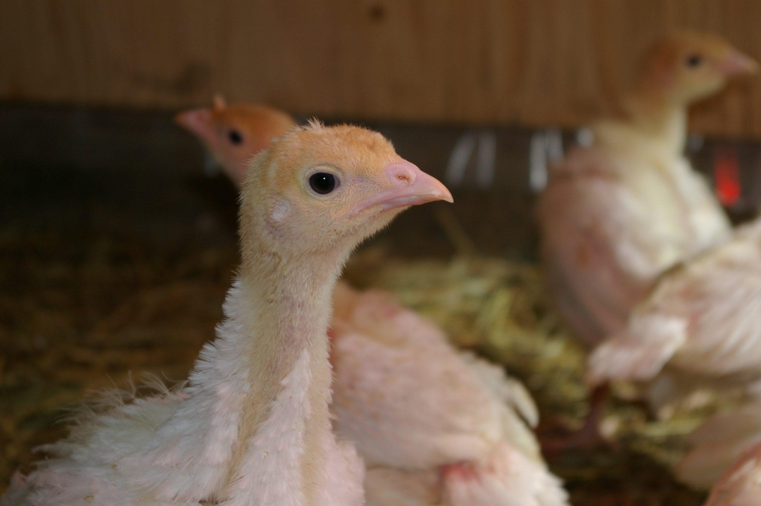Turkey Starter Feed (Mash For Poults | 25kg Bags)