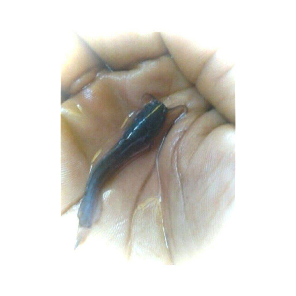 Heteroclarias Hybrid Fingerlings (Perazim Brand)