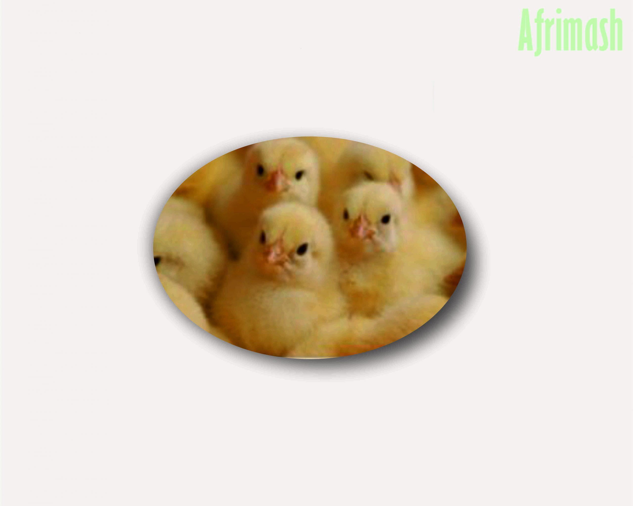Farm Support Broilers (Commercial Day-Old Arbor Acres Plus)